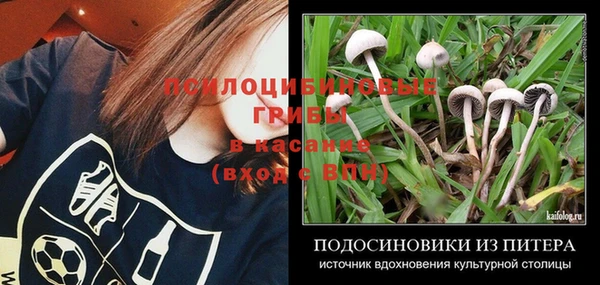 шишки Дмитриев